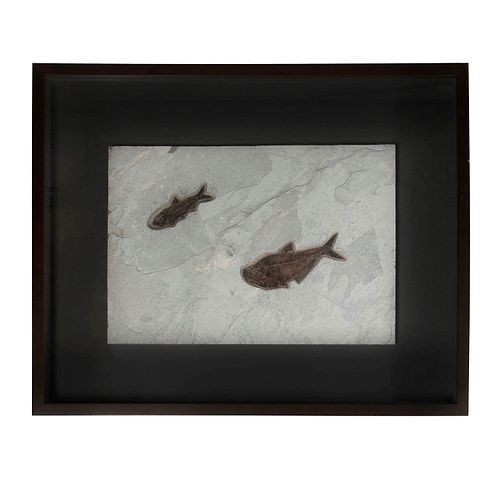 FRAMED EOCENE FOSSIL FISH GROUP,