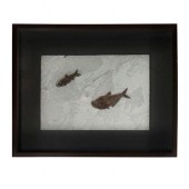 FRAMED EOCENE FOSSIL FISH GROU
