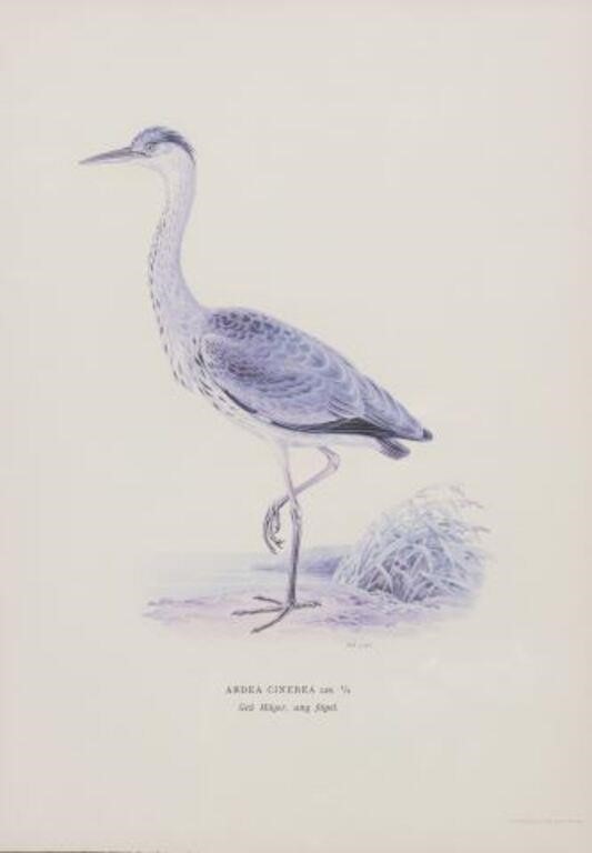 FRAMED NATURALIST BIRD PRINT,