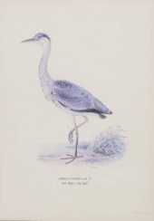 FRAMED NATURALIST BIRD PRINT,