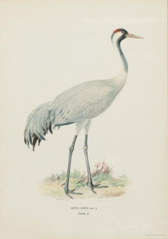 FRAMED NATURALIST BIRD PRINT, 'GRUS