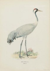 FRAMED NATURALIST BIRD PRINT,