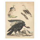 FRAMED ORNITHOLOGICAL PRINT FR
