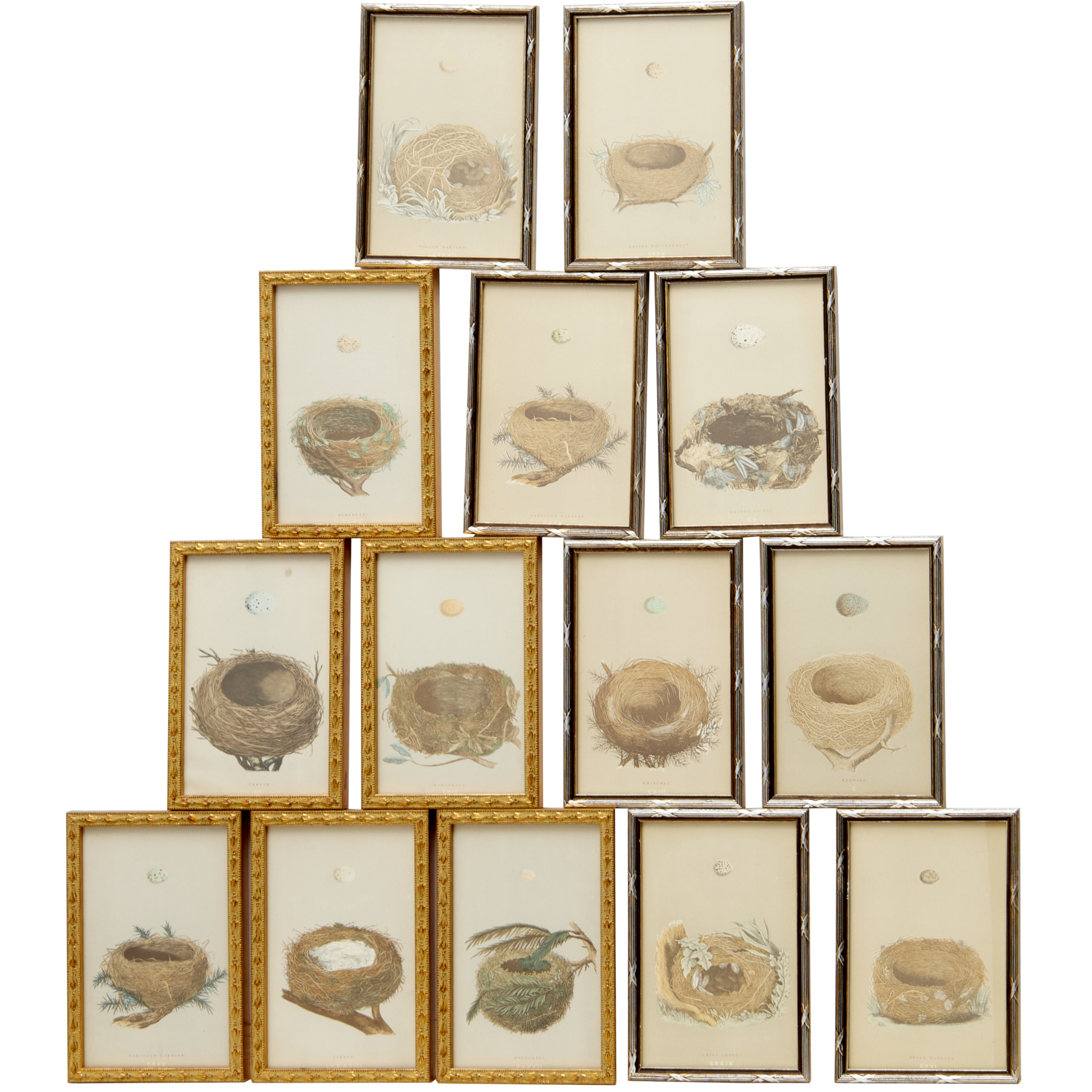 FRANCIS MORRIS, (14) BIRD NEST