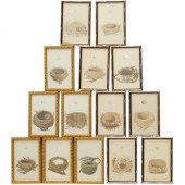 FRANCIS MORRIS, (14) BIRD NEST