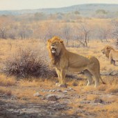 Francois Koch
(South African/A