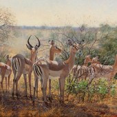 Francois Koch
(South African/A