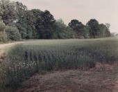 FRANK GOHLKE "LAWN - KOSSUTH,