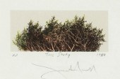 FRANK HOWELL, TREE STUDY, 1986