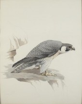 FREDERICK WILLIAM WETZEL (20TH