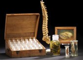 French Primate Vertebrae Speci