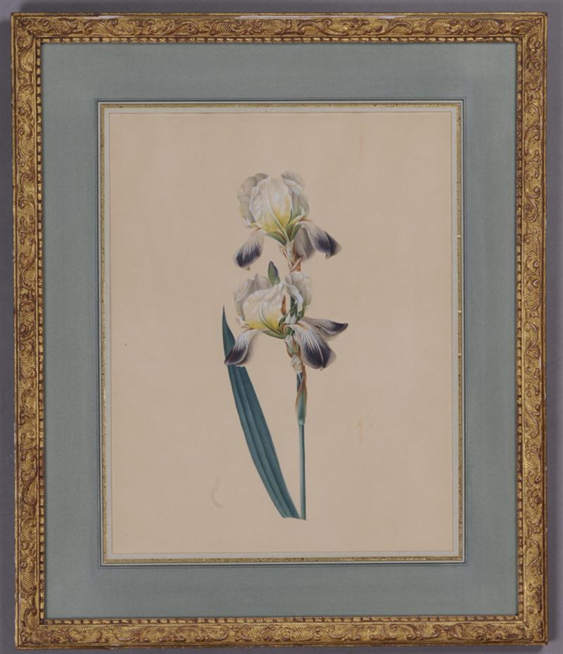 FRENCH SCHOOL (19TH C.): IRIS
