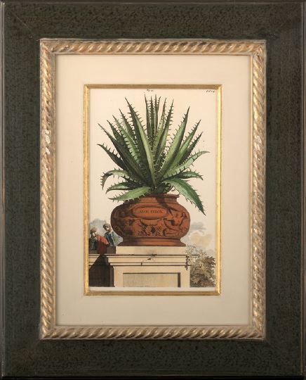 French School,  "Aloe Ferox" and