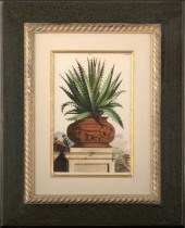French School,  "Aloe Ferox" a