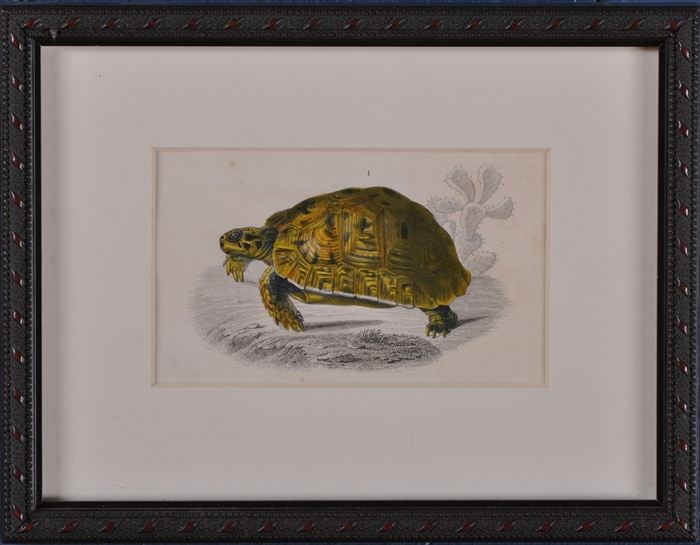 FRENCH SCHOOL: THREE TURTLE