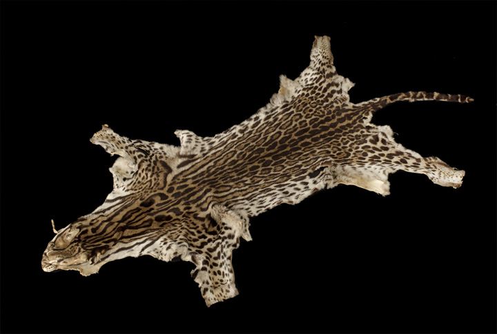 Full Margay Pelt,  also called