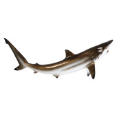 FULL MOUNT BLACKTIP SHARK 40"