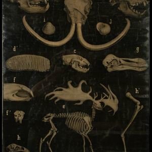 G. Masson (French, early 20th