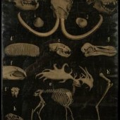 G. Masson
(French, early 20th