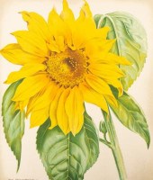 Gardening interest, a collecti