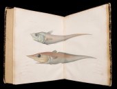 GARMAN: MEMOIRS...COMPARATIVE