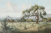 GAY WOODS (TX) LONE TREE LANDS