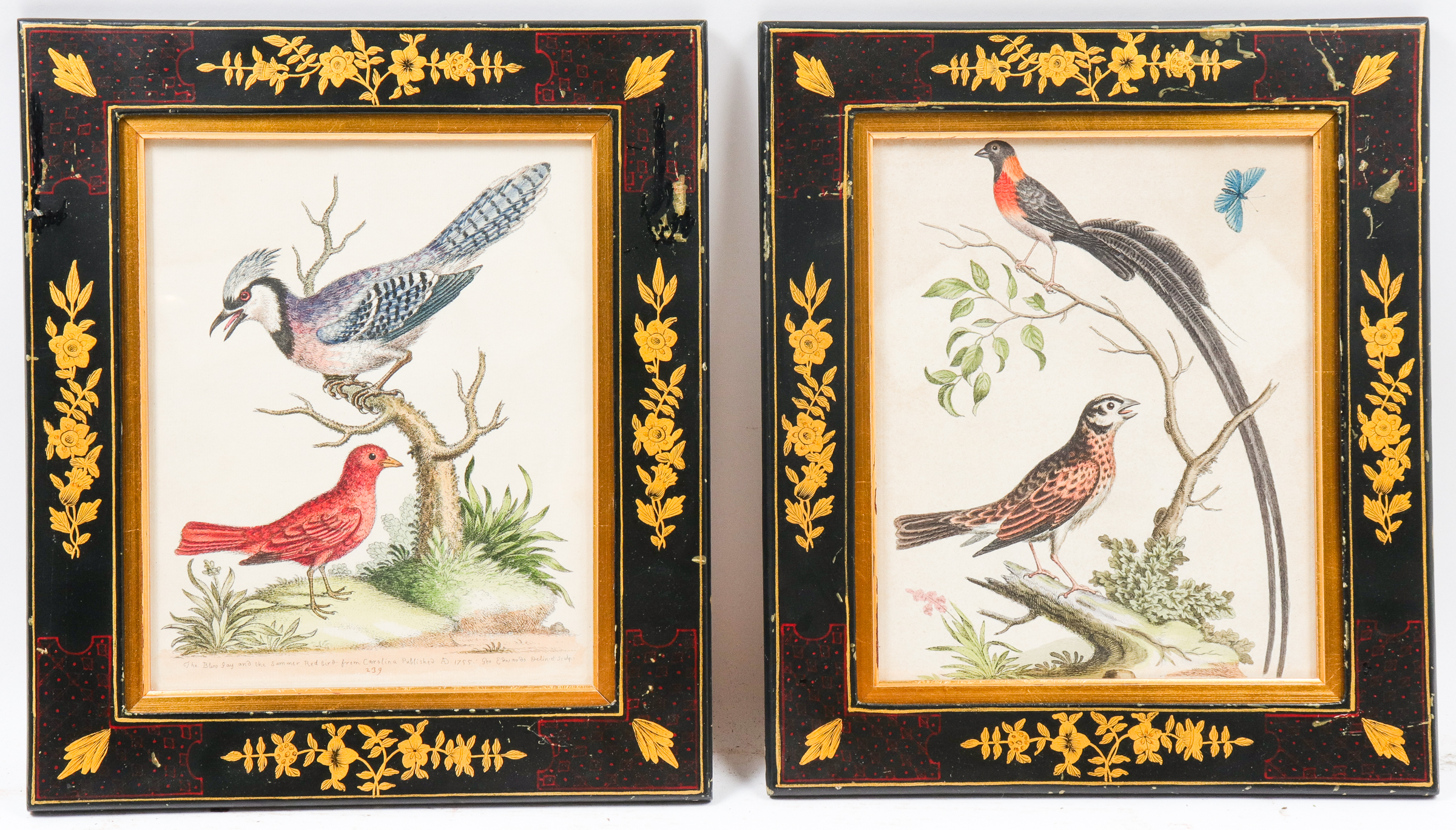 GEO. EDWARDS ORNITHOLOGICAL COLORED