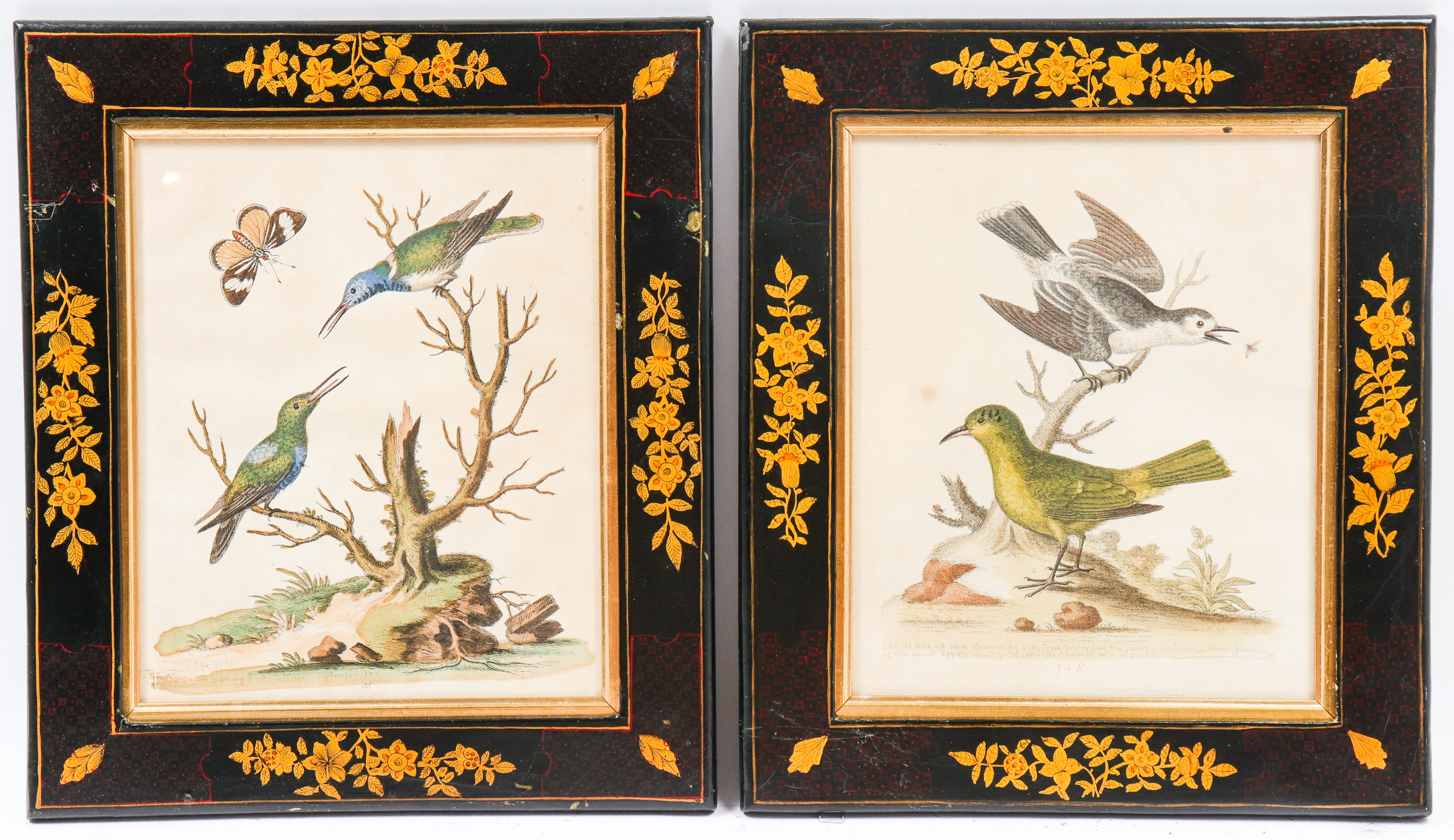 GEO. EDWARDS ORNITHOLOGICAL COLORED