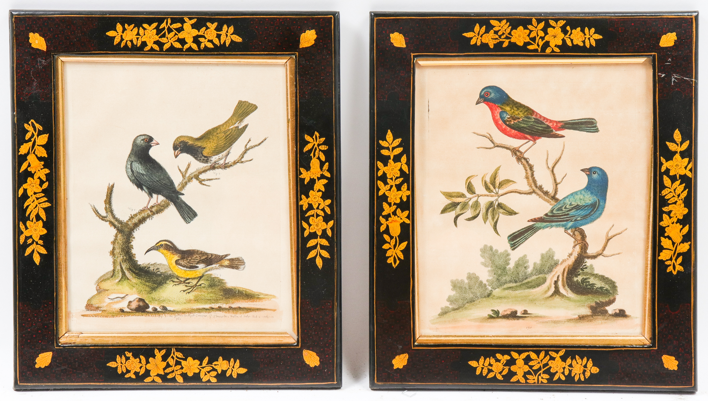 GEO. EDWARDS ORNITHOLOGICAL COLORED