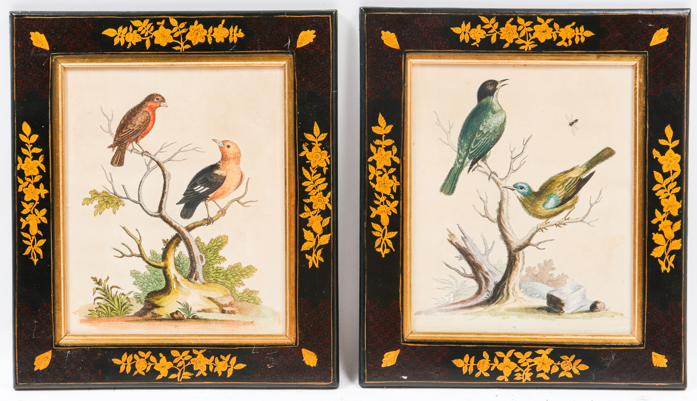 GEO. EDWARDS ORNITHOLOGICAL COLORED