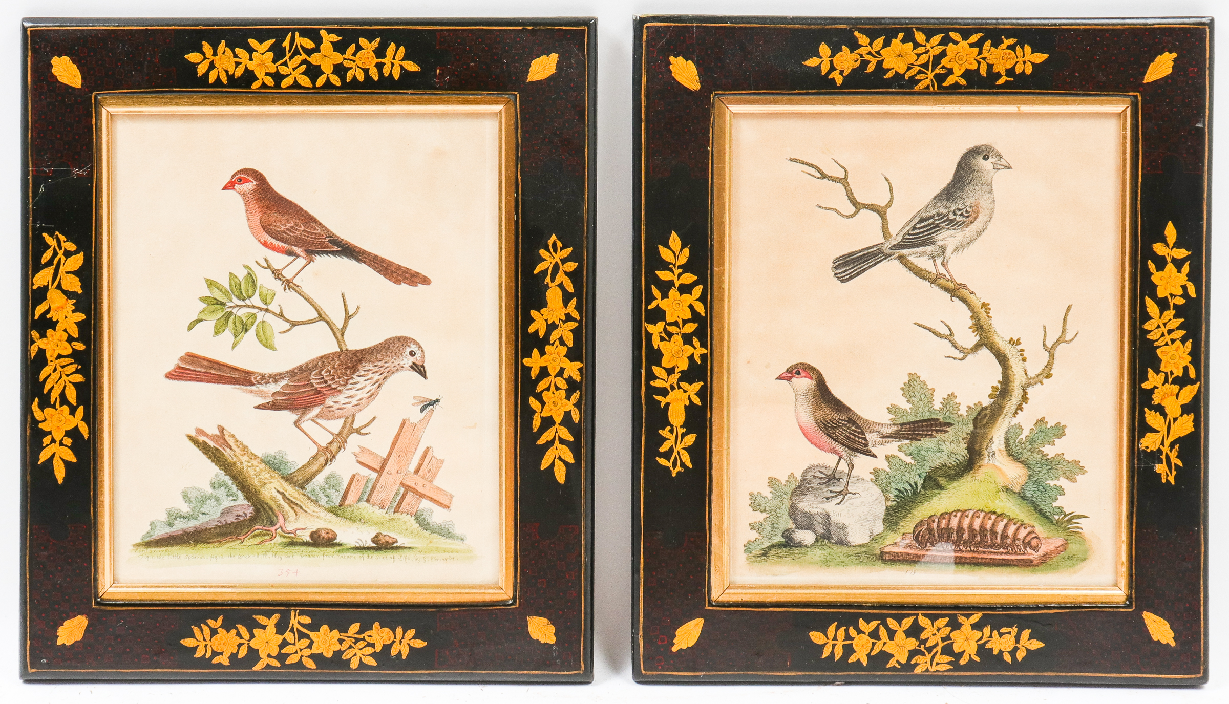 GEO. EDWARDS ORNITHOLOGICAL COLORED