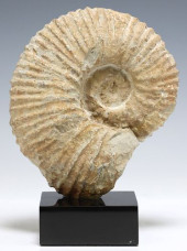 GEOLOGICAL AMMONITE FOSSIL SPE