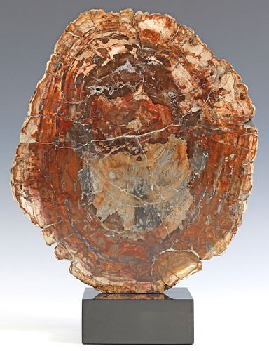 GEOLOGICAL PETRIFIED WOOD SLAB ON