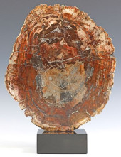 GEOLOGICAL PETRIFIED WOOD SLAB