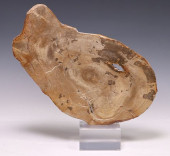 GEOLOGICAL PETRIFIED WOOD SLAB