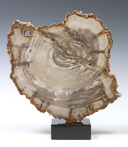GEOLOGICAL PETRIFIED WOOD SLAB ON