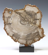 GEOLOGICAL PETRIFIED WOOD SLAB