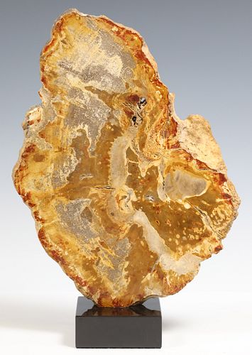 GEOLOGICAL PETRIFIED WOOD SLAB ON