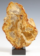 GEOLOGICAL PETRIFIED WOOD SLAB
