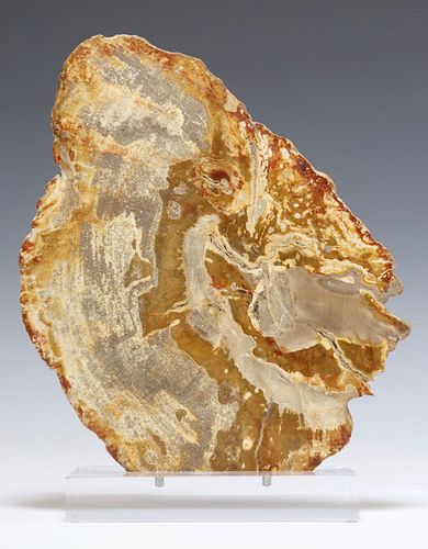 GEOLOGICAL PETRIFIED WOOD SLAB ON