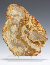 GEOLOGICAL PETRIFIED WOOD SLAB