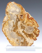 GEOLOGICAL PETRIFIED WOOD SLAB