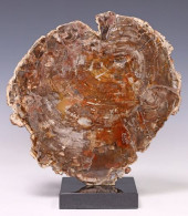 GEOLOGICAL PETRIFIED WOOD SLAB
