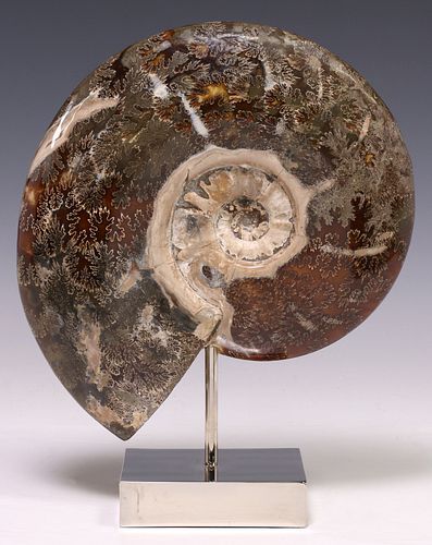 GEOLOGICAL POLISHED AMMONITE FOSSIL
