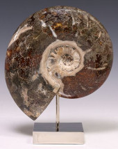 GEOLOGICAL POLISHED AMMONITE F