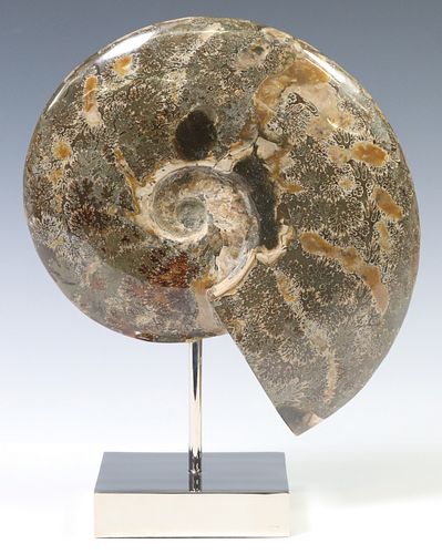 GEOLOGICAL POLISHED AMMONITE FOSSIL