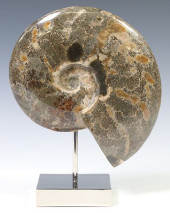 GEOLOGICAL POLISHED AMMONITE F
