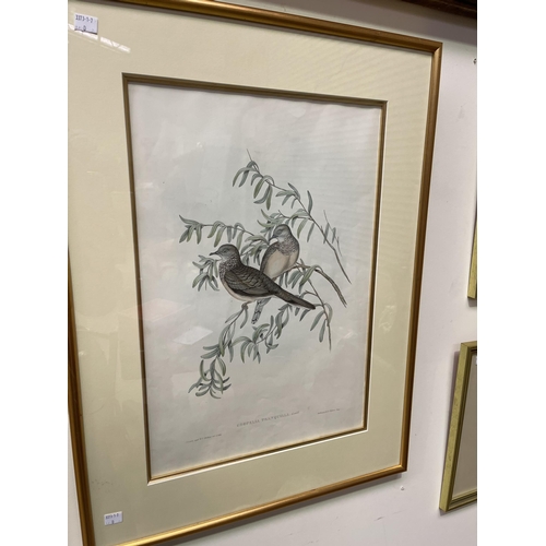 Geopelia Tranquilla, Gould,