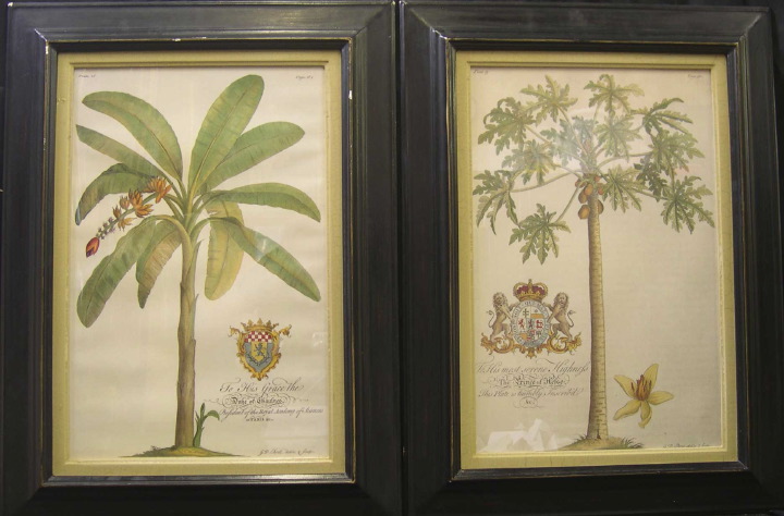 Georg Diongsius Ehret (German,