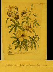 Georg Dionysus Ehret (1710-177